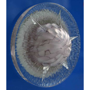 Точечный светильник OSD302 [FL] Splendid-Ray
999913