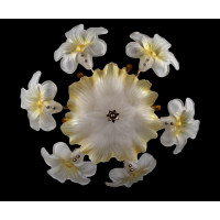 Люстра с плафонами  L9002/6+1 Splendid-Ray
998292