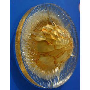 Точечный светильник OSD302 [YEL] Splendid-Ray
999911