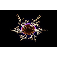 Люстра светодиодная Linisoln 1837/6 CF LED