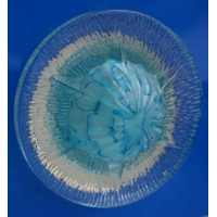 Точечный светильник OSD302 [BL] Splendid-Ray
999912